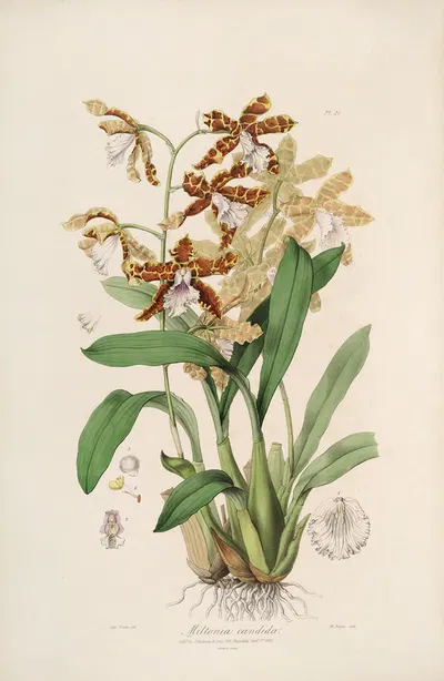Sertum orchidaceum; A wreath of the most beautiful orchidaceous flowers Pl.21 by John Lindley, 1838 — digital art print…