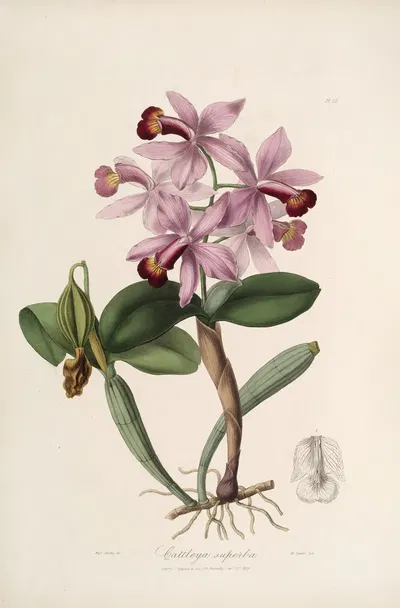 Sertum orchidaceum; A wreath of the most beautiful orchidaceous flowers Pl.22 by John Lindley, 1838 — digital art print…