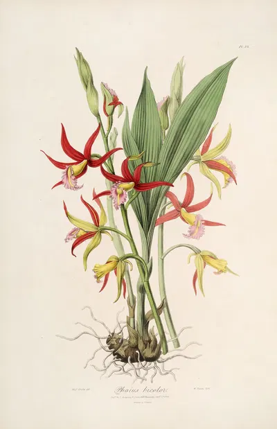 Sertum orchidaceum; A wreath of the most beautiful orchidaceous flowers Pl.23 by John Lindley, 1838 — digital art print…