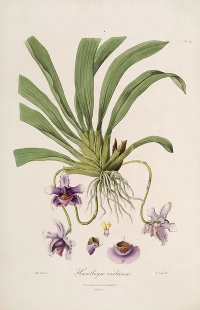 Sertum orchidaceum; A wreath of the most beautiful orchidaceous flowers Pl.26 by John Lindley, 1838 — digital art print…