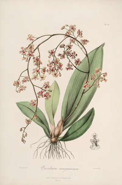 Sertum orchidaceum; A wreath of the most beautiful orchidaceous flowers Pl.27 by John Lindley, 1838 — digital art print…
