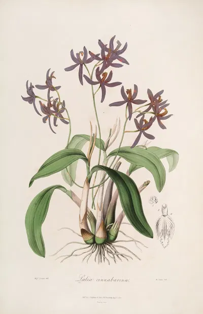 Sertum orchidaceum; A wreath of the most beautiful orchidaceous flowers Pl.28 by John Lindley, 1838 — digital art print…