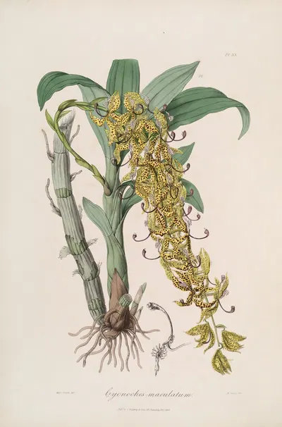 Sertum orchidaceum; A wreath of the most beautiful orchidaceous flowers Pl.33 by John Lindley, 1838 — digital art print…