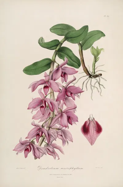 Sertum orchidaceum; A wreath of the most beautiful orchidaceous flowers Pl.35 by John Lindley, 1838 — digital art print…