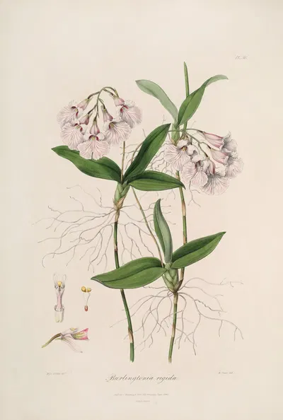 Sertum orchidaceum; A wreath of the most beautiful orchidaceous flowers Pl.36 by John Lindley, 1838 — digital art print…