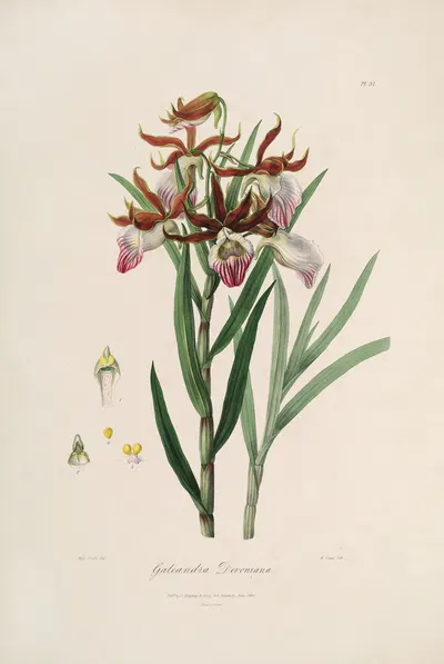 Sertum orchidaceum; A wreath of the most beautiful orchidaceous flowers Pl.37 by John Lindley, 1838 — digital art print…