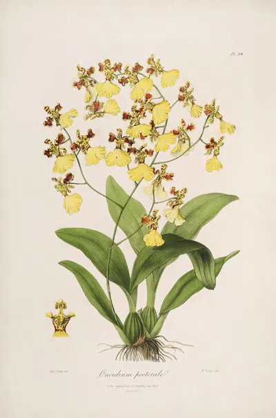 Sertum orchidaceum; A wreath of the most beautiful orchidaceous flowers Pl.39 by John Lindley, 1838 — digital art print…