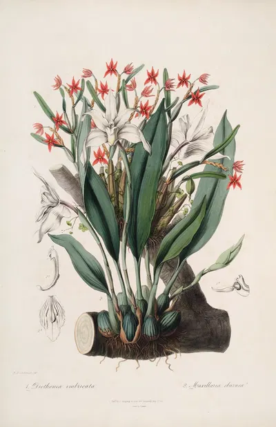 Sertum orchidaceum; A wreath of the most beautiful orchidaceous flowers Pl.40 by John Lindley, 1838 — digital art print…