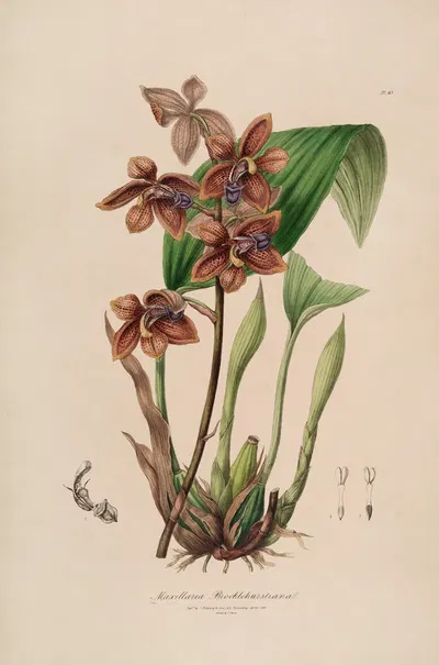 Sertum orchidaceum; A wreath of the most beautiful orchidaceous flowers Pl.43 by John Lindley, 1838 — digital art print…