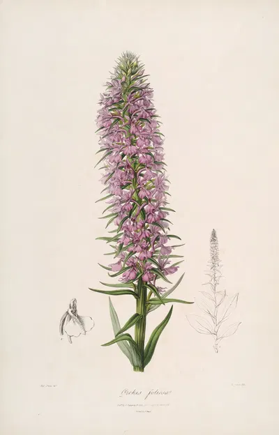 Sertum orchidaceum; A wreath of the most beautiful orchidaceous flowers Pl.44 by John Lindley, 1838 — digital art print…