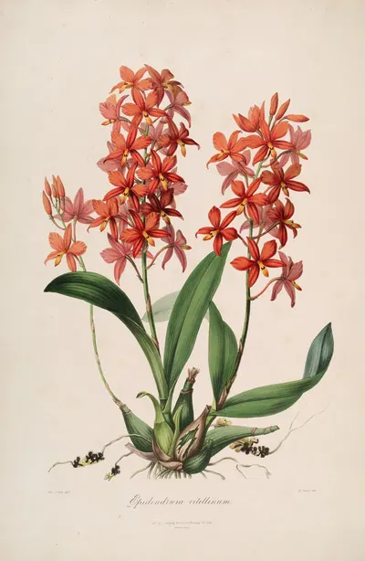 Sertum orchidaceum; A wreath of the most beautiful orchidaceous flowers Pl.45 by John Lindley, 1838 — digital art print…