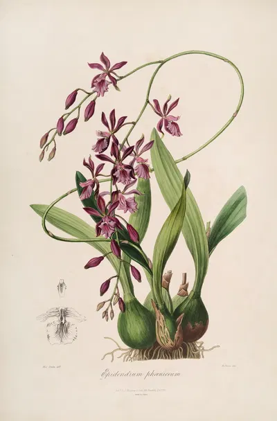 Sertum orchidaceum; A wreath of the most beautiful orchidaceous flowers Pl.46 by John Lindley, 1838 — digital art print…