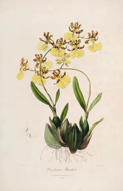 Sertum orchidaceum; A wreath of the most beautiful orchidaceous flowers Pl.48 by John Lindley, 1838 — digital art print…