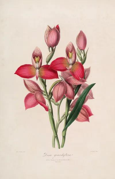 Sertum orchidaceum; A wreath of the most beautiful orchidaceous flowers Pl.49 by John Lindley, 1838 — digital art print…