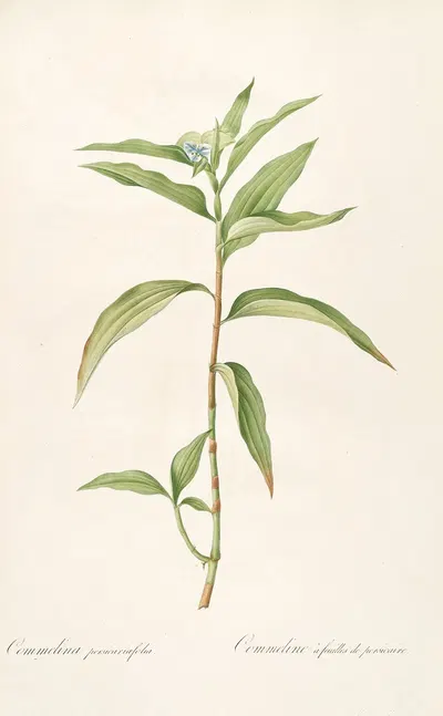 Les liliacees Pl.51 by Pierre-Joseph Redouté, 1805-1816 — digital art print download