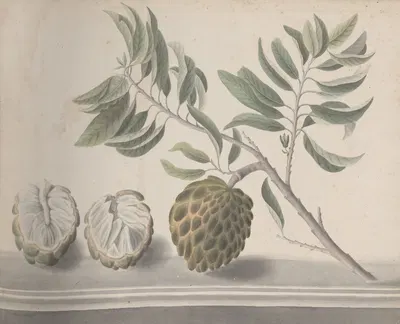 Natural history of Saint Domingue Pl.153 by René de Rabié, 1766 — digital art print download