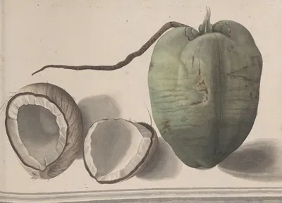 Natural history of Saint Domingue Pl.157 by René de Rabié, 1766 — digital art print download