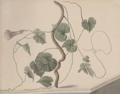 Natural history of Saint Domingue Pl.168 by René de Rabié, 1766 — digital art print download