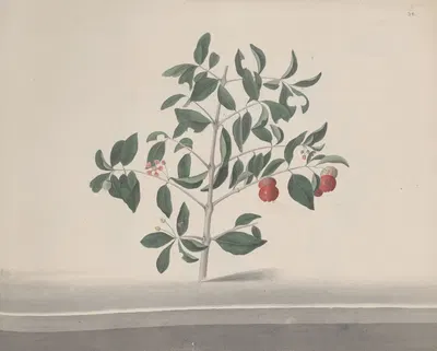 Natural history of Saint Domingue Pl.169 by René de Rabié, 1766 — digital art print download