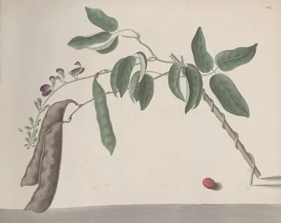 Natural history of Saint Domingue Pl.181 by René de Rabié, 1766 — digital art print download