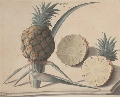 Natural history of Saint Domingue Pl.183 by René de Rabié, 1766 — digital art print download
