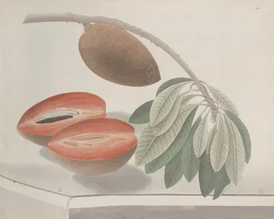 Natural history of Saint Domingue Pl.191 by René de Rabié, 1766 — digital art print download