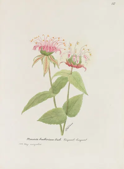 Bergamot; lungwort by S. Fred Prince — digital art print download