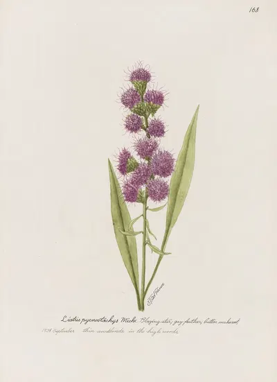 Blazing Star, gay feather, button snakeroot. by S. Fred Prince — digital art print download