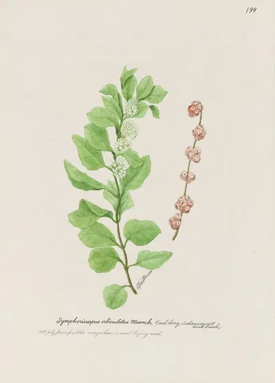 Coral berry by S. Fred Prince — digital art print download