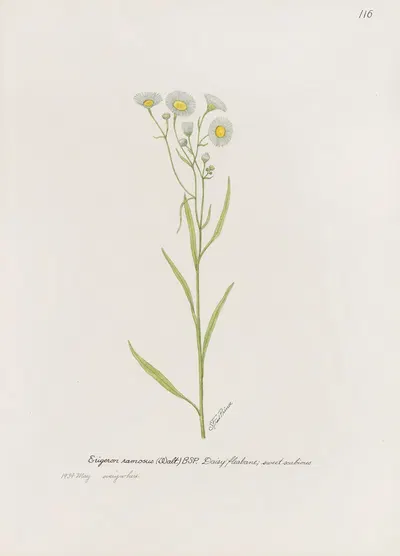 Daisy fleabane by S. Fred Prince — digital art print download