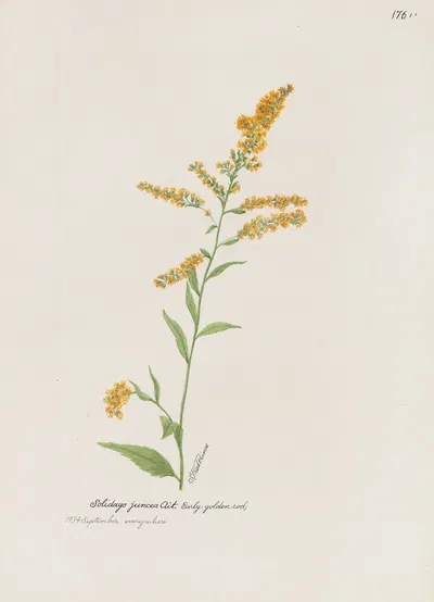 Early golden rod by S. Fred Prince — digital art print download