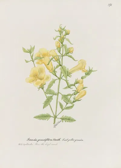 Great yellow gerardia by S. Fred Prince — digital art print download