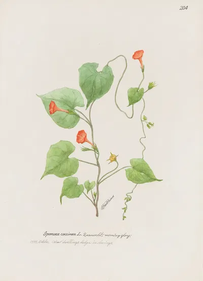 Morning glory by S. Fred Prince — digital art print download