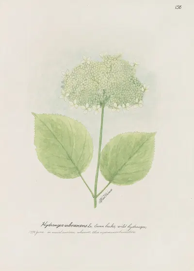Seven barks, wild hydrangea by S. Fred Prince — digital art print download