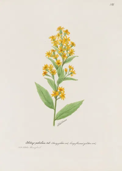 Showy golden rod by S. Fred Prince — digital art print download