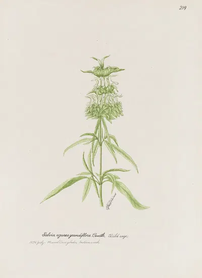 Wild sage by S. Fred Prince — digital art print download