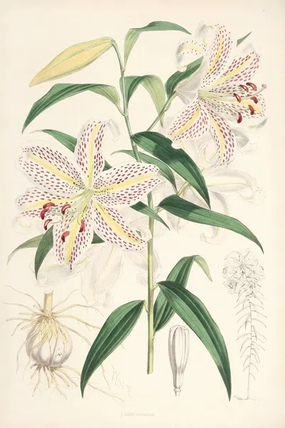 Lilium auratum by Walter Hood Fitch, 1877-1880 — digital art print download