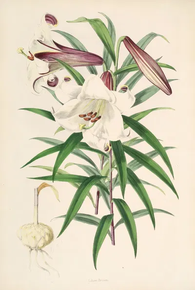 Lilium Browni by Walter Hood Fitch, 1877-1880 — digital art print download
