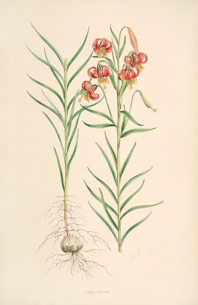 Lilium callosum by Walter Hood Fitch, 1877-1880 — digital art print download