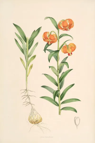 Lilium Carniolicum by Walter Hood Fitch, 1877-1880 — digital art print download