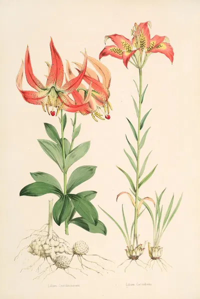 Lilium Carolinianum by Walter Hood Fitch, 1877-1880 — digital art print download