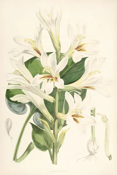 Lilium Cordifolium by Walter Hood Fitch, 1877-1880 — digital art print download