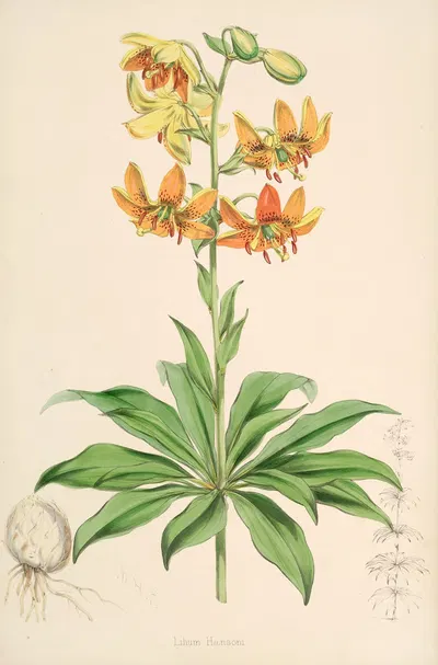 Lilium Hansoni by Walter Hood Fitch, 1877-1880 — digital art print download