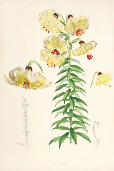 Lilium Monadelphum. by Walter Hood Fitch, 1877-1880 — digital art print download
