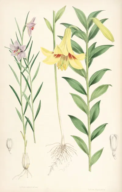 Lilium oxypetalum by Walter Hood Fitch, 1877-1880 — digital art print download