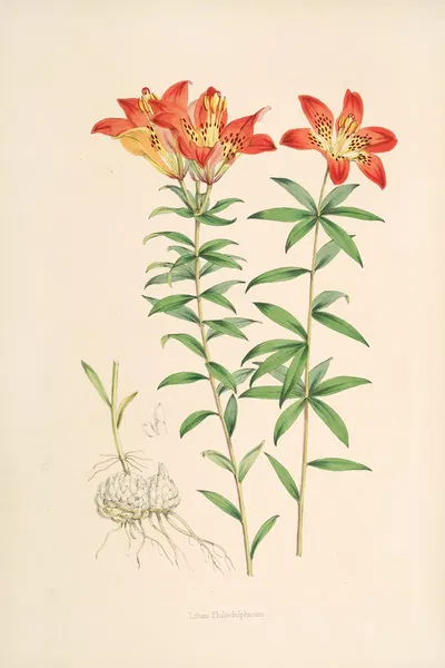 Lilium Philadelphicum by Walter Hood Fitch, 1877-1880 — digital art print download