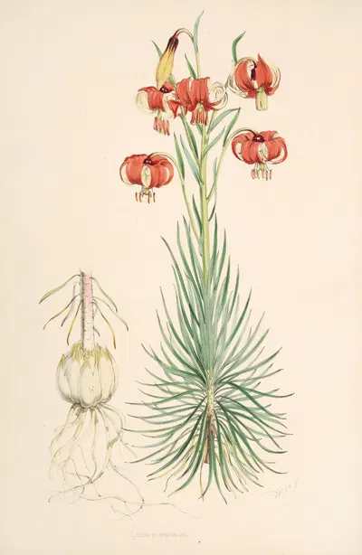 Lilium Pomponium by Walter Hood Fitch, 1877-1880 — digital art print download