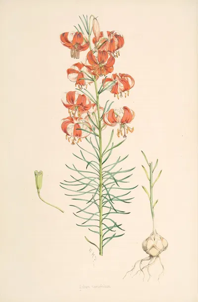 Lilium Tenuifolium by Walter Hood Fitch, 1877-1880 — digital art print download