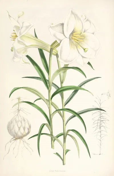 Lilium Wallichianum by Walter Hood Fitch, 1877-1880 — digital art print download