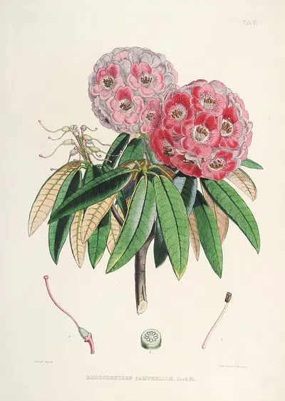 The Rhododendrons of Sikkim-Himalaya Pl.06 by Walter Hood Fitch, 1849-1851 — digital art print download